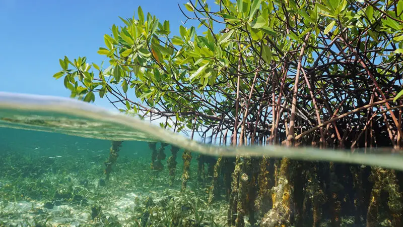 Underwater view of mangroves.