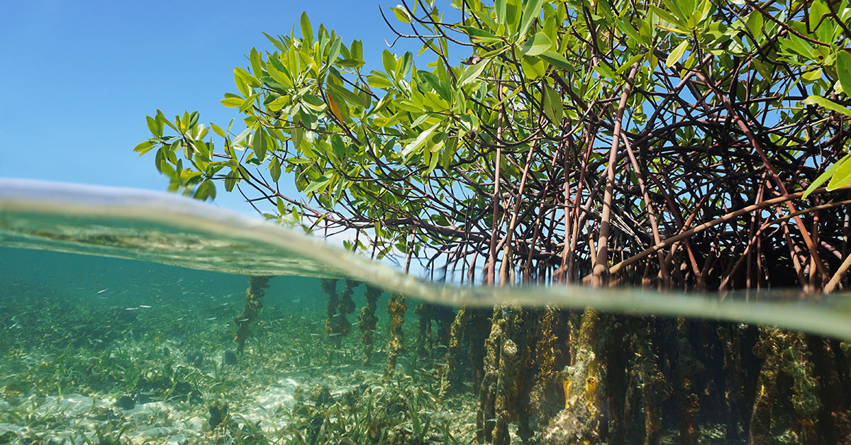 Underwater view of mangroves.